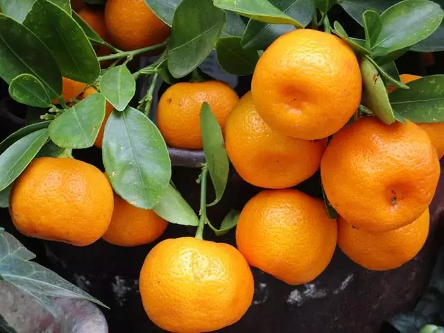 cuidados com as tangerinas
