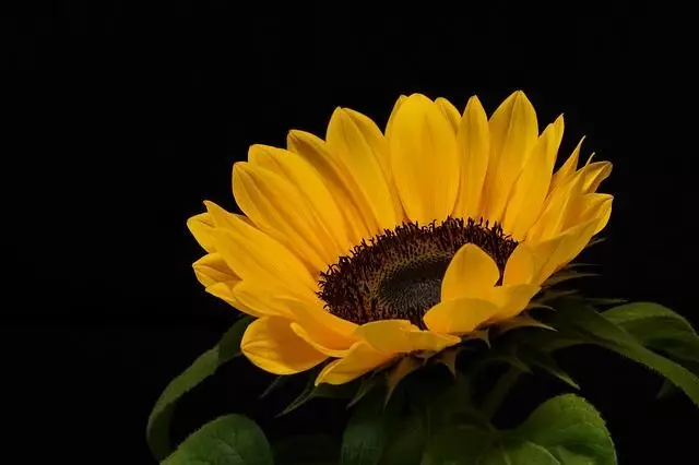 flor de girassol