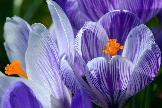 flores de crocus sativus