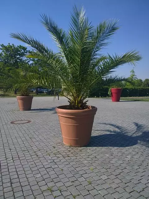 palmeira em vaso jardim