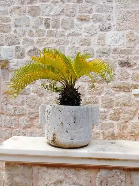palmeira em vaso