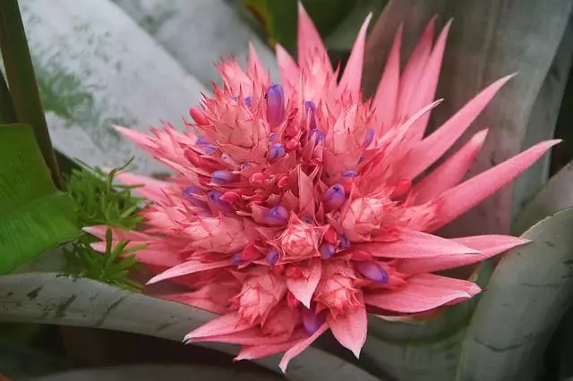 flor de bromelia