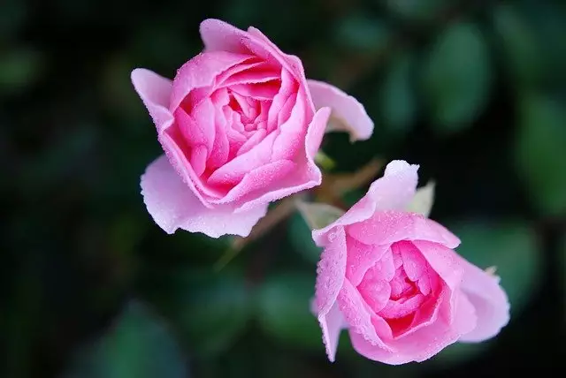 rosa jardim galhos brasil