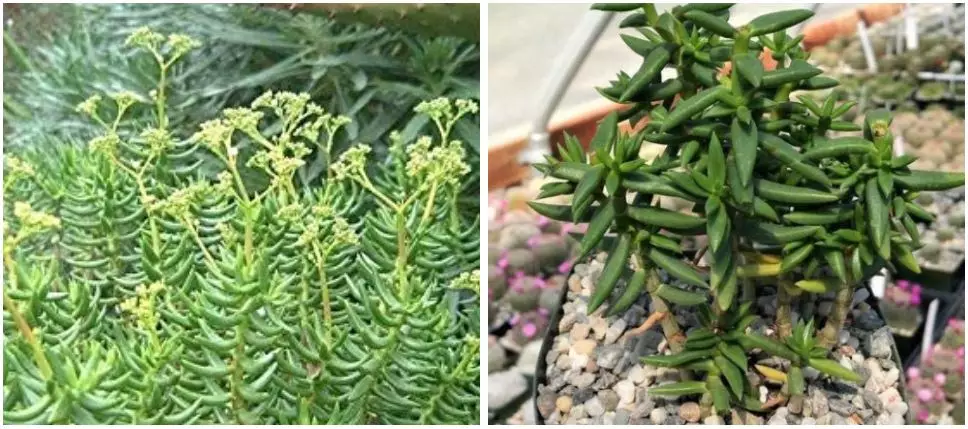 crassula tetragona rega Planta Suculenta Crassula Tetragona Como Cuidar: O Pinheiro em miniatura