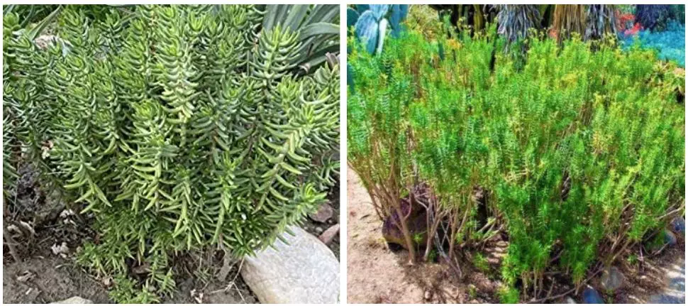 poda pinheiro miniatura Planta Suculenta Crassula Tetragona Como Cuidar: O Pinheiro em miniatura