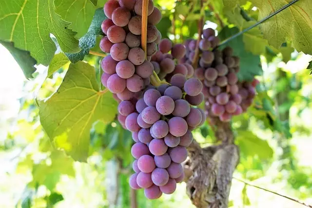 quando colher uvas  Como Fazer Mudas de Uva - Como Cultivar Uvas a partir da semente - Cuidados da Planta Videira