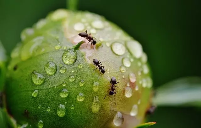 canela nas plantas para formigas
