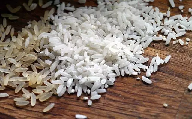como plantar arroz em casa guia