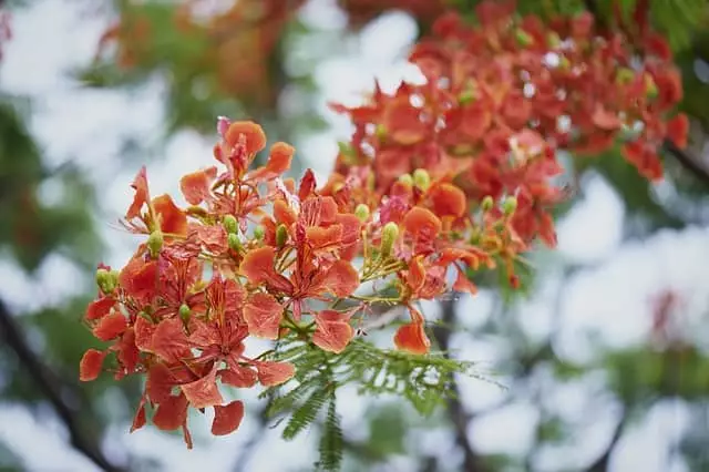 cultivo flamboyant bonsai