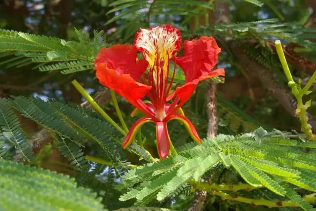 floracao flamboyant