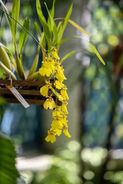 propagar orquideas por sementes