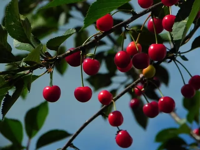 colheita de cerejas