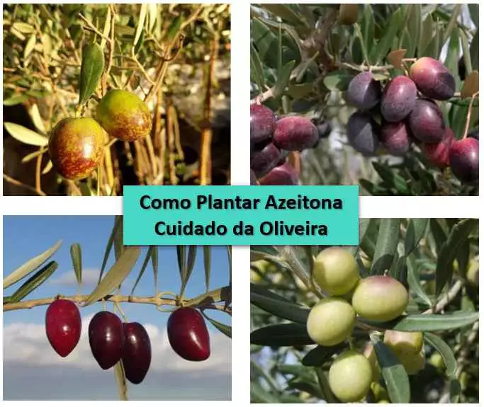 como plantar azeitona cuidados da oliveira