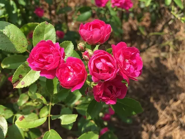 como plantar mini rosas em casa