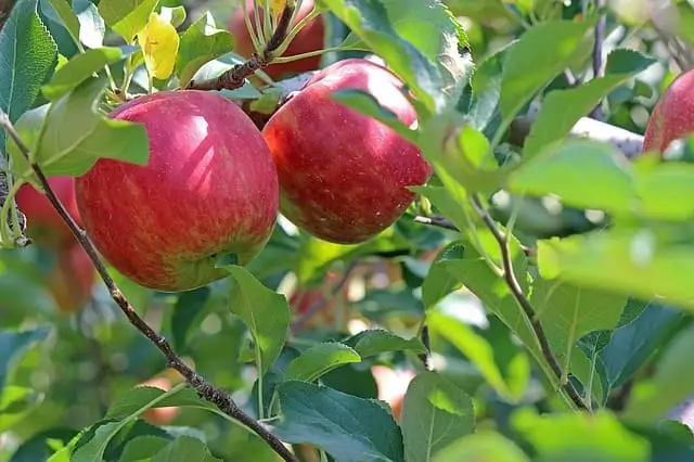 como podar macieira a forma correta
