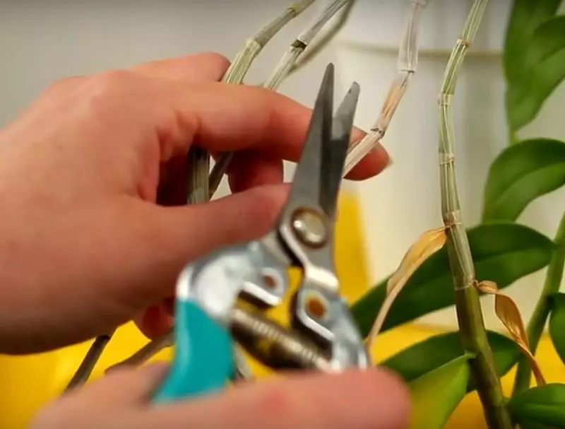 como podar mini orquideas