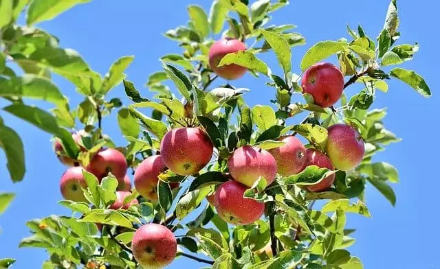 manutencao floracao macieiras