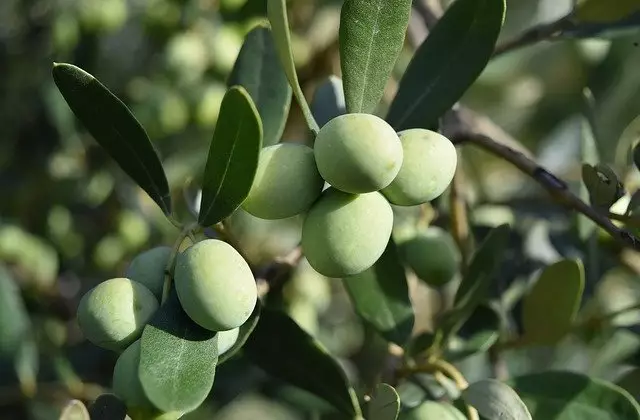 oliveiras poda de producao