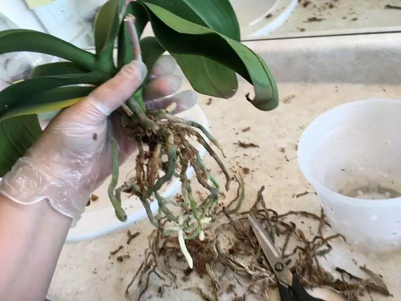 poda das raices de uma orquidea