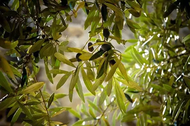 poda progresiva oliveiras