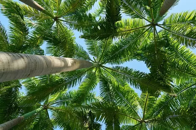 poda verde da palmeira