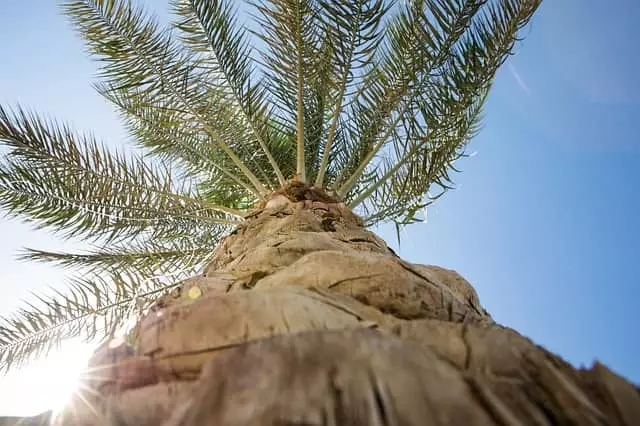 por que devemos podar a palmeira