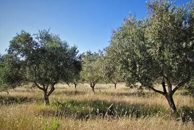 tempo de poda oliveira
