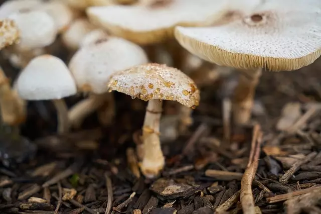 cogumelos hidropônico como cultivar cogumelos em Brazil como cultivar cogumelos em portugal shiitake shimeji