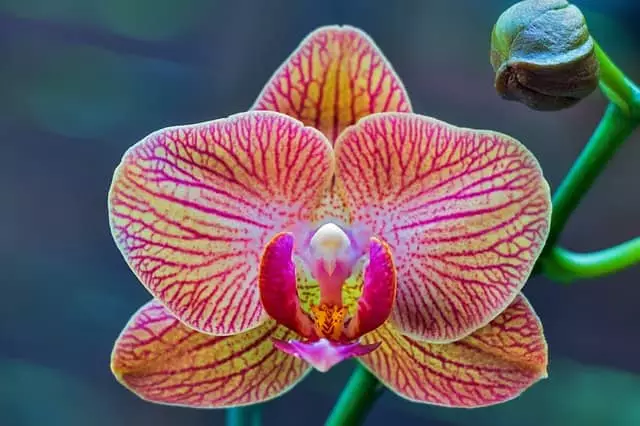 como cuidar da orquidea phalaenopsis guia