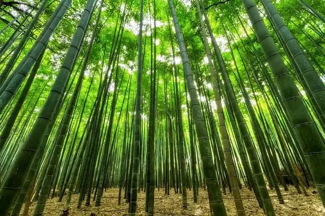 como plantar bambu em casa guia