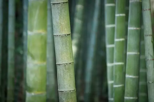 como plantar bambu no solo