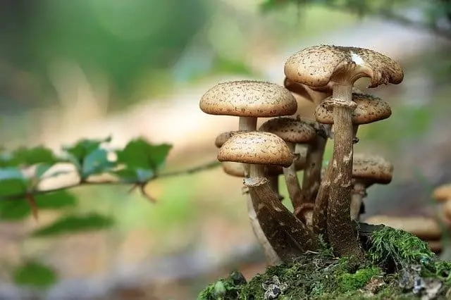como cultivar cogumelos como plantar cogumelos em casa brazil portugal