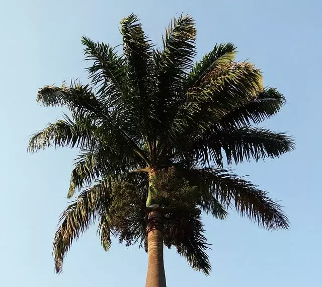 como plantar palmeira real