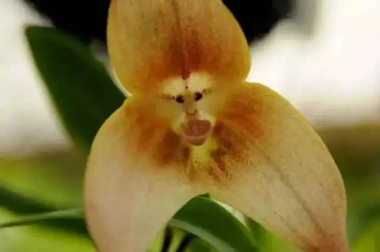 como plantar sementes de-orquídeas cara de macaco