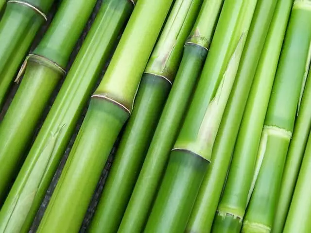 cuidados com o bambu