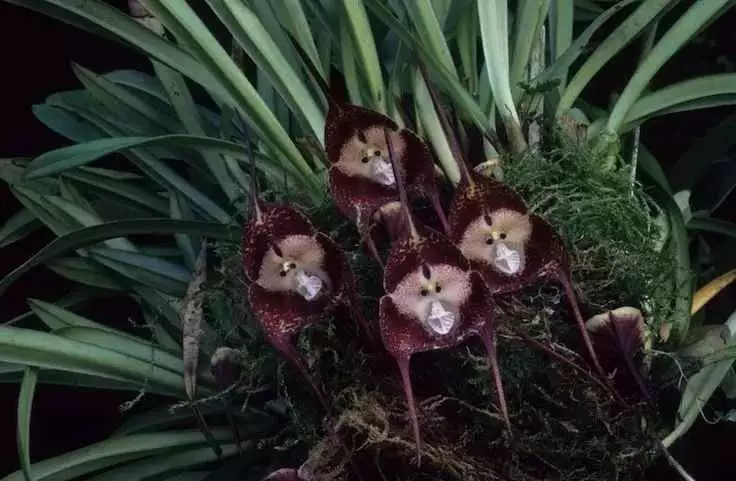 cultivo de orquídeas cara de macaco