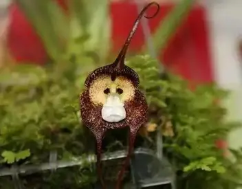 Orquídea Cara de Macaco - Guia Mais Completo - Como Fazer Tudo