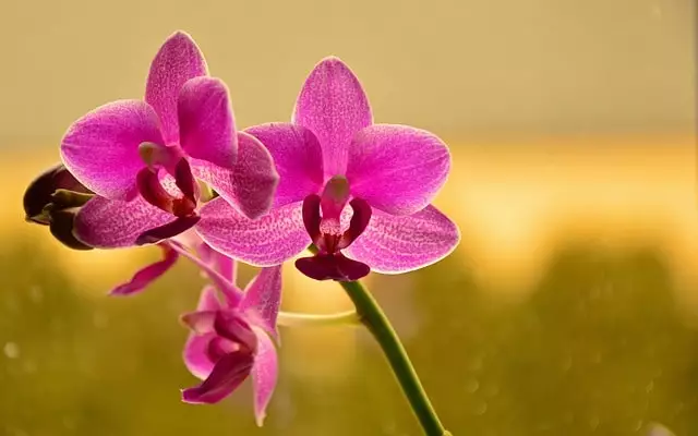 iluminacao orquidea phalaenopsis