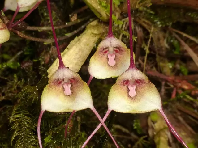 orquideas raras o guia mais completo com fotos