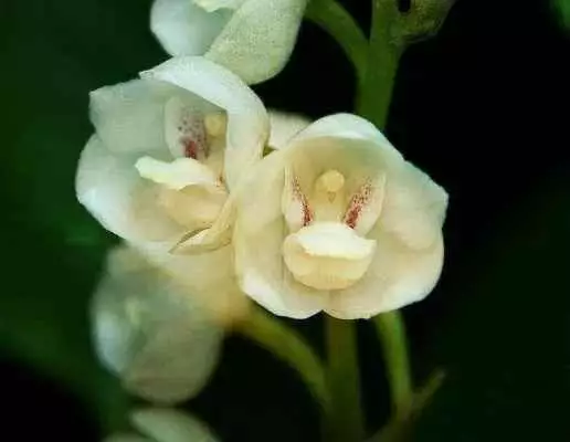 orquideas raras pombo
