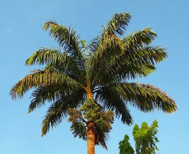 palmeira real cuidados