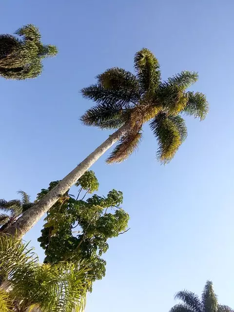 palmeira real de cuba