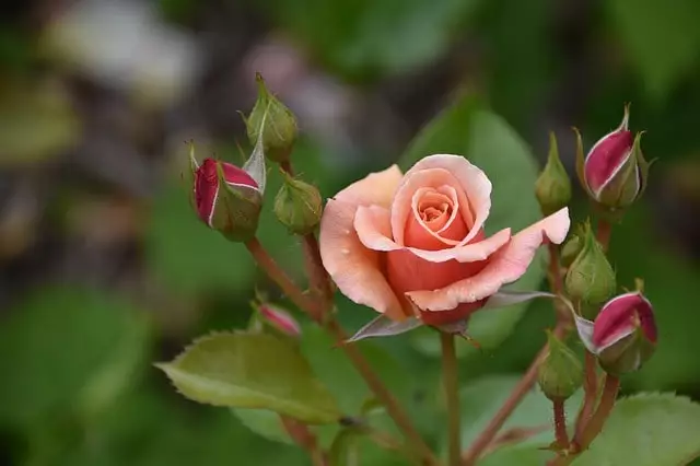 roseiras espinhos