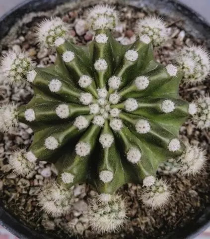 cacto echinopsis oxygona