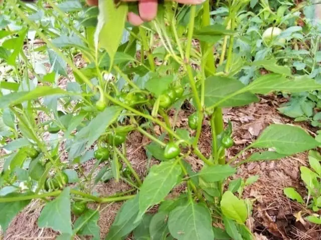como plantar pimenta calabresa em casa