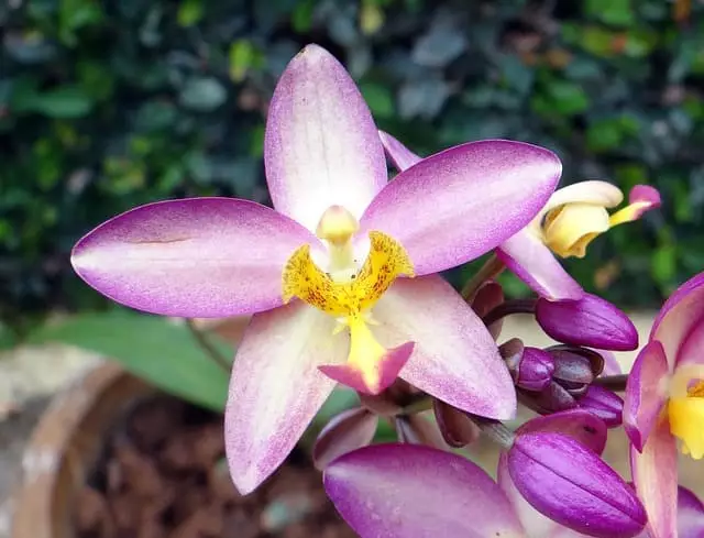 cuidados e necessidades-das orquídeas terrestres