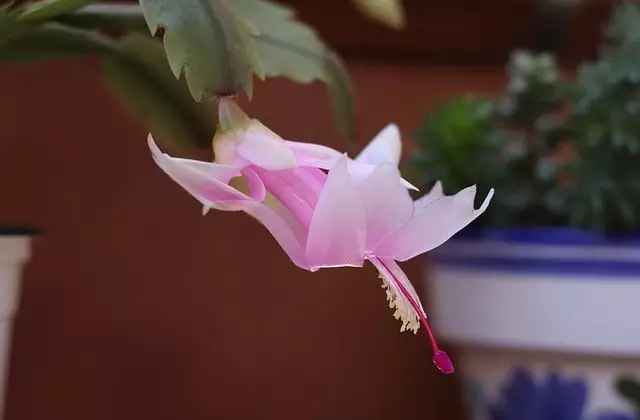 flor de maio cacto