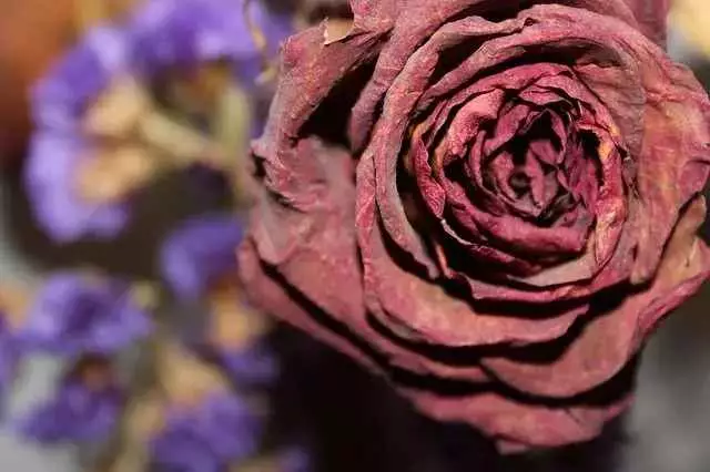 flor seca roseira