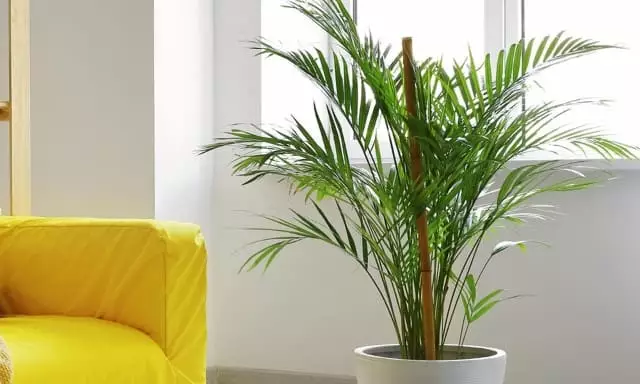 palmeira areca como cuidar guia completo