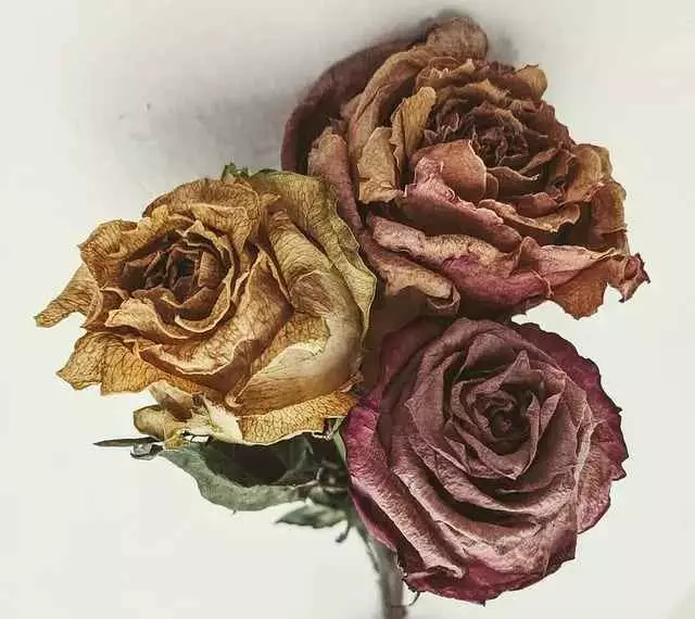 rosas secas